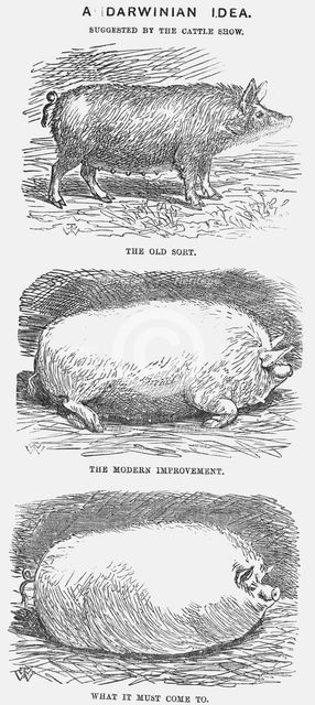 'A Darwinian Idea', 1865. Creator: TW Woods.