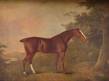A Dark Chestnut 1788. Artists: John Boultbee, Unknown