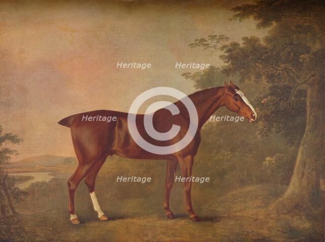 'A Dark Chestnut', 1788. Artists: John Boultbee, Unknown.