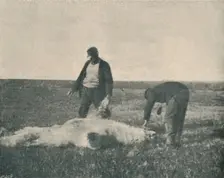 A Dead Bear on Reindeer Island (August 21st, 1893) , 1893 (1897)