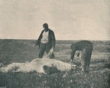 A Dead Bear on Reindeer Island (August 21st, 1893) , 1893 (1897)