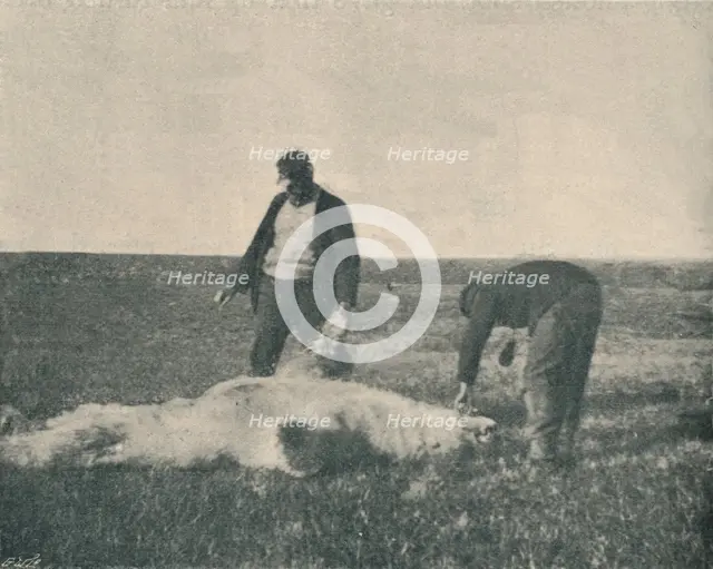 'A Dead Bear on Reindeer Island (August 21st, 1893) ', 1893 (1897). Artist: Unknown.