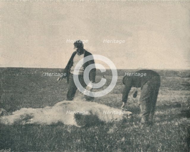 'A Dead Bear on Reindeer Island (August 21st, 1893) ', 1893 (1897). Artist: Unknown.