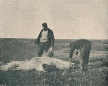 A Dead Bear on Reindeer Island (August 21st, 1893) , 1893 (1897)