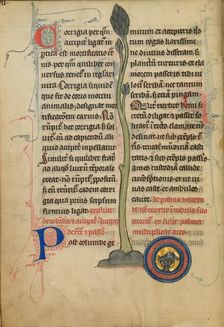 A Dead Turtle Dove in a Nest; De Natura Avium; De Pastoribus et Ovibus, 1277 or after. Creator: Unknown