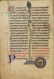 A Dead Turtle Dove in a Nest; De Natura Avium; De Pastoribus et Ovibus, 1277 or after. Creator: Unknown