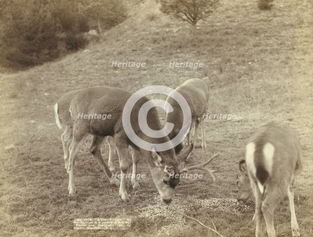 A Dear Picture At Hot Springs, SD, on FE & MV Ry, 1891. Creator: John C. H. Grabill.