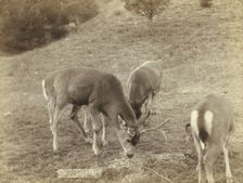 A Dear Picture At Hot Springs, SD, on FE & MV Ry, 1891. Creator: John C. H. Grabill