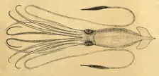 A Diagram of the Giant Squid 1881. Creator: Unknown