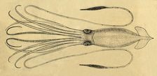 A Diagram of the Giant Squid 1881. Creator: Unknown