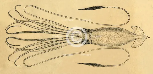 'A Diagram of the Giant Squid', 1881. Creator: Unknown.