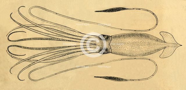 'A Diagram of the Giant Squid', 1881. Creator: Unknown.