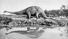 A diplodocus, 20th century