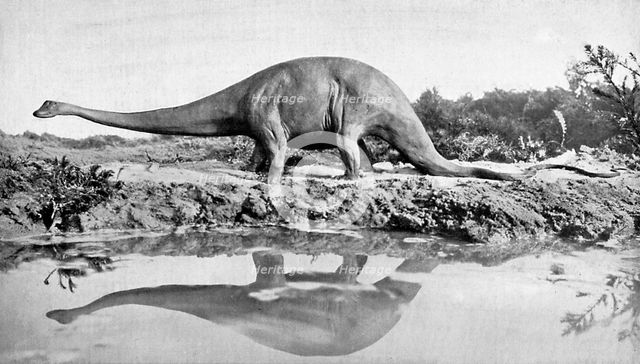 A diplodocus, 20th century. Artist: Unknown