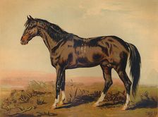 A Dongola Horse c1850, (c1879). Creator: James Ward
