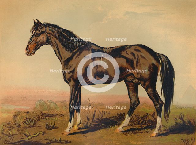 'A Dongola Horse', c1850, (c1879). Creator: James Ward.