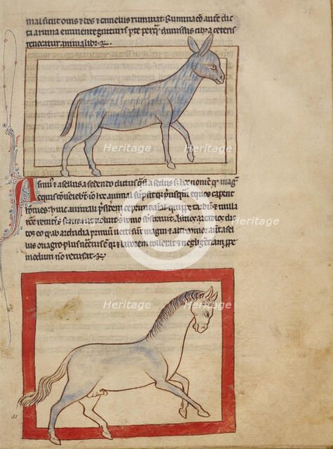 A Donkey; A Horse; Northumberland Bestiary, about 1250-1260. Creator: Unknown.