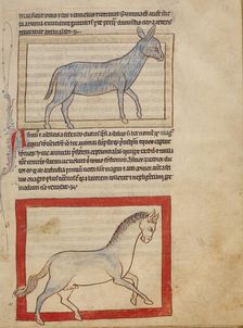 A Donkey; A Horse; Northumberland Bestiary, about 1250-1260. Creator: Unknown