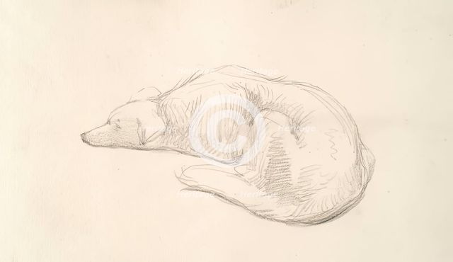 A Dog, c1830s. Creator: John Phillip.