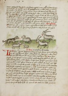 A Dog, Sheep, and Rams; Fables, third quarter of 15th century. Creator: Unknown