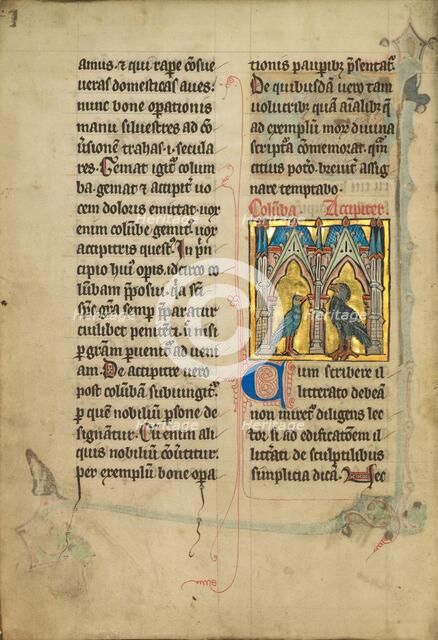 A Dove and a Falcon; De Natura Avium; De Pastoribus et Ovibus, 1277 or after. Creator: Unknown.
