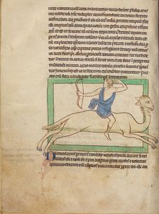 A Dromedary; Northumberland Bestiary, about 1250-1260. Creator: Unknown