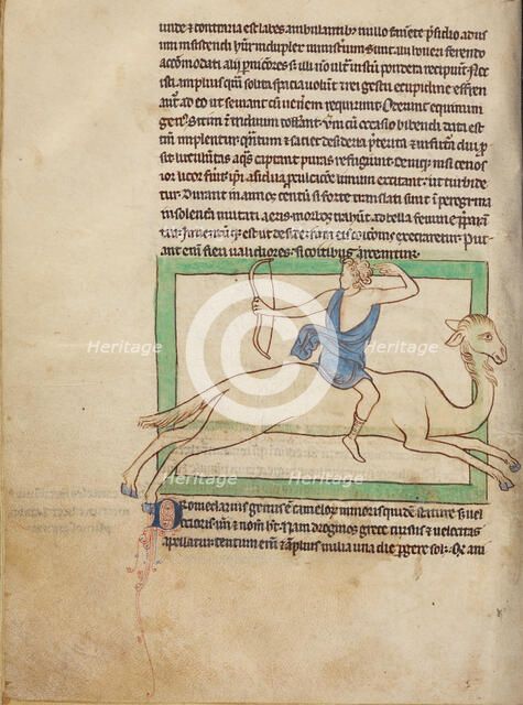 A Dromedary; Northumberland Bestiary, about 1250-1260. Creator: Unknown.