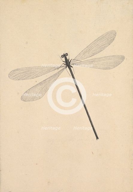 A Dragonfly, early 18th-mid 18th century. Creator: Nicolaas Struyk.