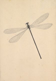 A Dragonfly, early 18th-mid 18th century. Creator: Nicolaas Struyk