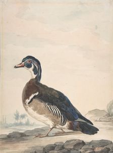 A Duck, 1725-92. Creator: Aert Schouman