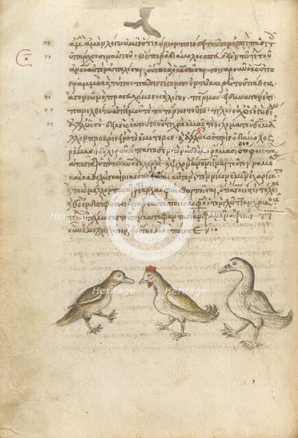 A Duck, a Rooster, and a Goose; Miscellany: Physiologus: other texts, 1510-1520. Creator: Unknown.