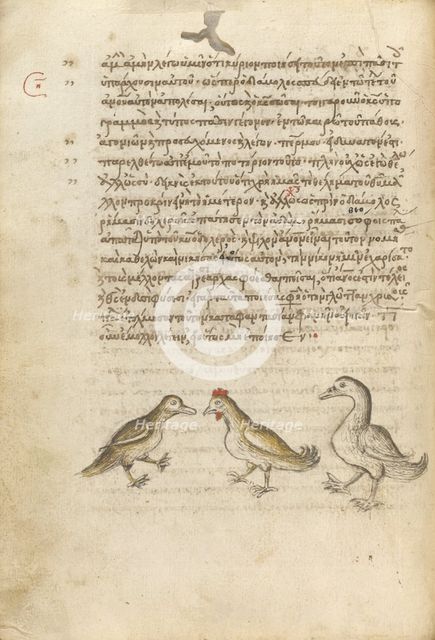 A Duck, a Rooster, and a Goose; Miscellany: Physiologus: other texts, 1510-1520. Creator: Unknown.
