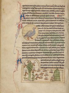 A Duck; Bees, Northumberland Bestiary, about 1250-1260. Creator: Unknown