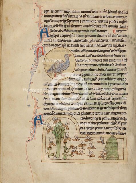 A Duck; Bees, Northumberland Bestiary, about 1250-1260. Creator: Unknown.