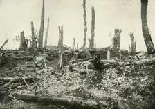 A Dug-Out in What Was Once A Sylvan Wood (1919). Creator: Unknown