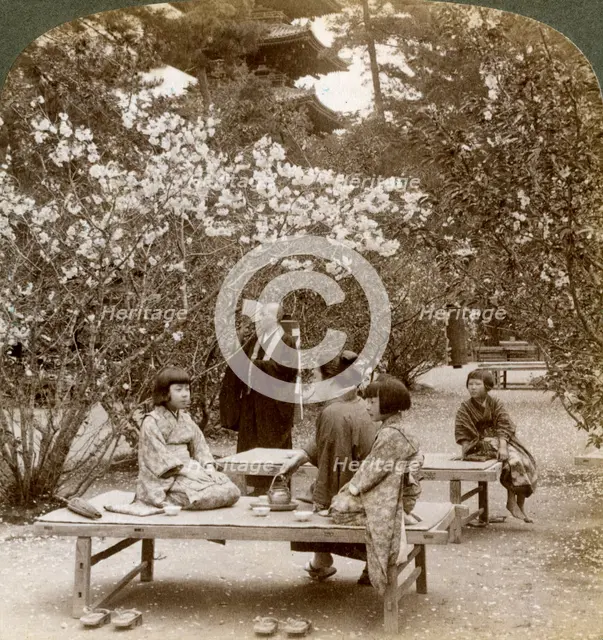 A family enjoying a picnic under the cherry blossoms, Omuro Gosho, Kyoto, Japan, 1904.Artist: Underwood & Underwood