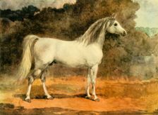 A Famous Arabian Stallion c1870s, (1944). Creator: Anne Blunt