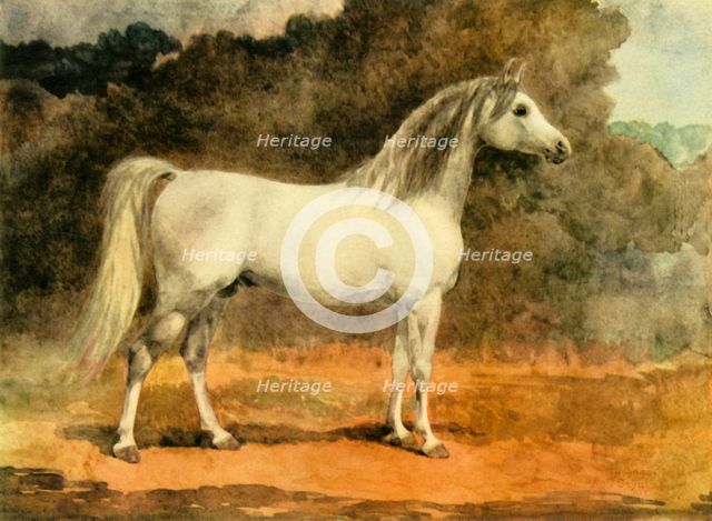 'A Famous Arabian Stallion', c1870s, (1944).  Creator: Anne Blunt.