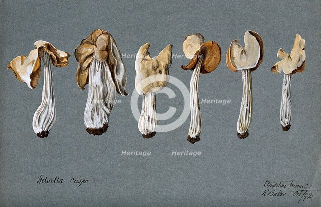 A false morel fungus (Helvella crispa): six fruiting bodies, 1892. Creator: R Baker.