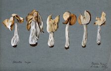 A false morel fungus (Helvella crispa): six fruiting bodies, 1892. Creator: R Baker
