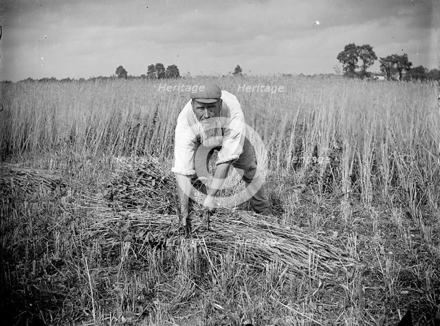 A farm labourer harvests cereal at Haddenham, Buckinghamshire, c1873-c1923. Artist: Alfred Newton & Sons