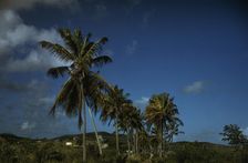 A farm road near one of the "villages" on the northern coast, Saint Croix island, V.I. 1941. Creator: Jack Delano