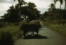 A farm road near one of the "villages" on the northern coast, St. Croix, Virgin Islands, 1941. Creator: Jack Delano