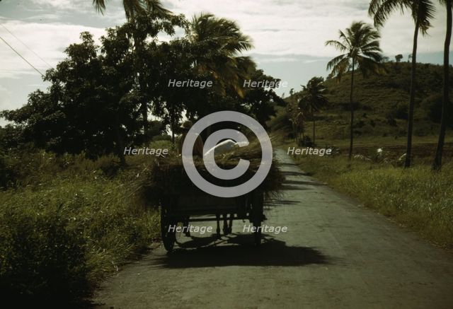 A farm road near one of the "villages" on the northern coast, St. Croix, Virgin Islands, 1941. Creator: Jack Delano.