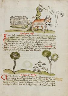 A Farmer Driving an Ox and Wagon: Swarms of Insects; Fables, third quarter of 15th century. Creator: Unknown