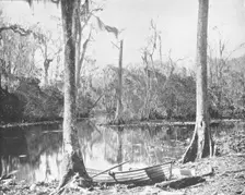 A Feeder of the St. John's River, Florida, USA, c1900. Creator: Unknown