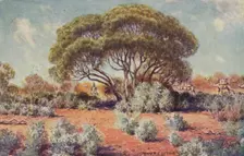 A Fertile Spot in Central Australia 1923. Creator: Unknown