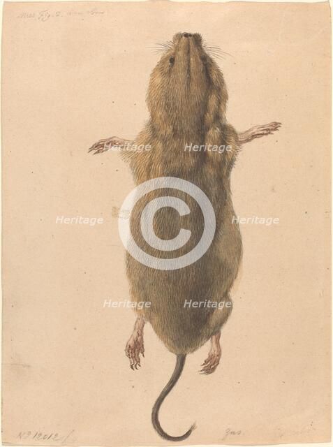 A Field Mouse, from Above, c. 1775. Creator: Johann Rudolf Schellenburg.