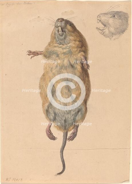 A Field Mouse, from Below, c. 1775. Creator: Johann Rudolf Schellenburg.