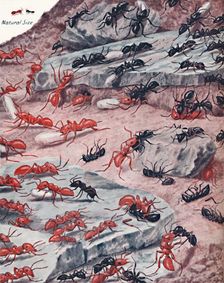 A Fierce Slave Raid In The Ant World 1935